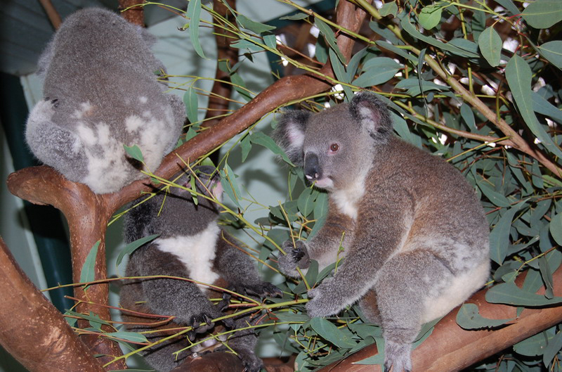 022209 Blue Mounts Featherdale Park 8x6 013