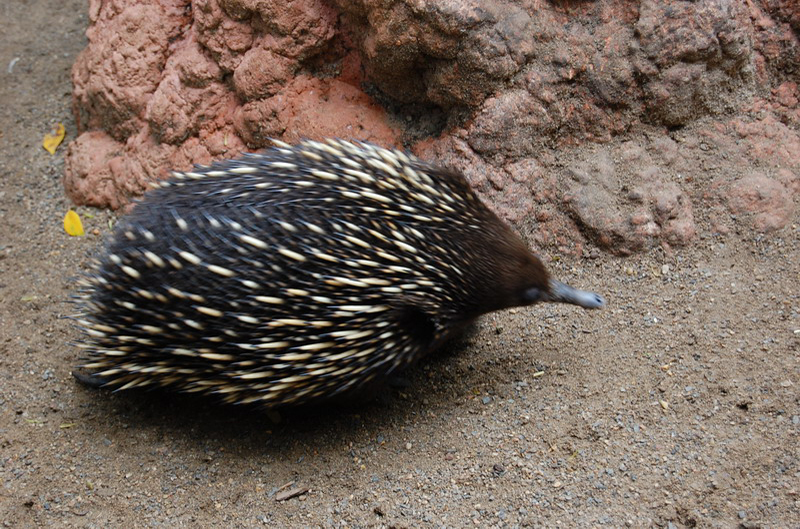 022209 Blue Mounts Featherdale Park 8x6 030
