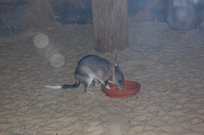 022209 Blue Mounts Featherdale Park 8x6 031