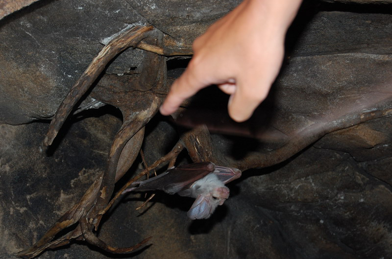 022209 Blue Mounts Featherdale Park 8x6 033