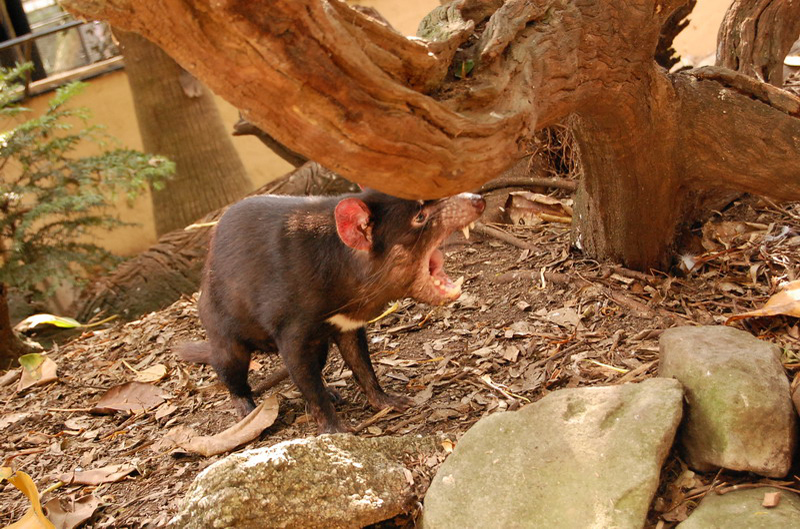 022209 Blue Mounts Featherdale Park 8x6 054