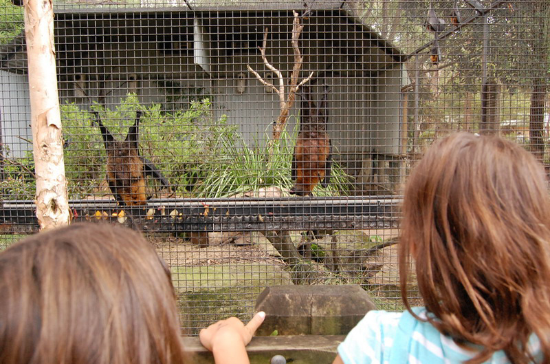 022209 Blue Mounts Featherdale Park 8x6 055