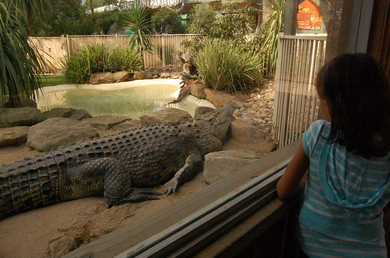 022209 Blue Mounts Featherdale Park 8x6 056