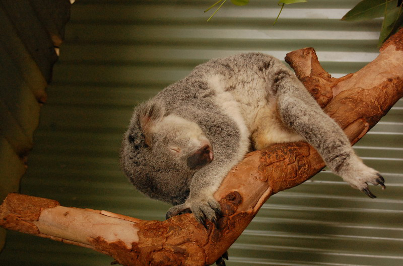 022209 Blue Mounts Featherdale Park 8x6 062