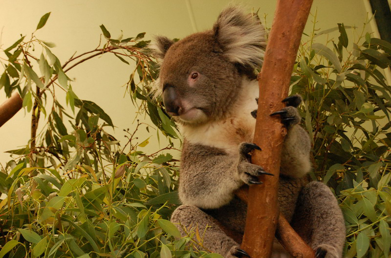 022209 Blue Mounts Featherdale Park 8x6 064