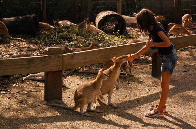 022209 Blue Mounts Featherdale Park 8x6 071