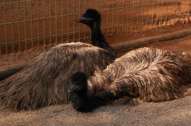 022209 Blue Mounts Featherdale Park 8x6 072