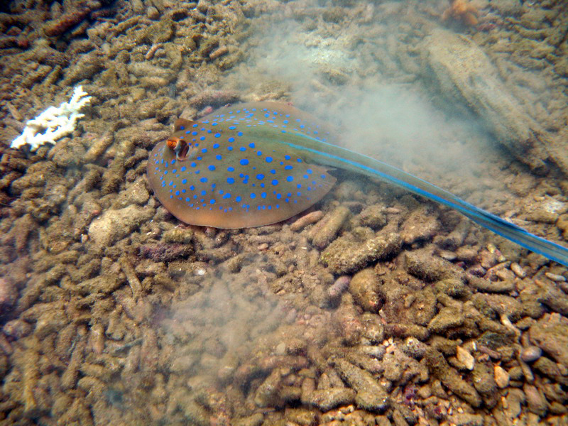 030509 Cairns Fitzroy Island 037