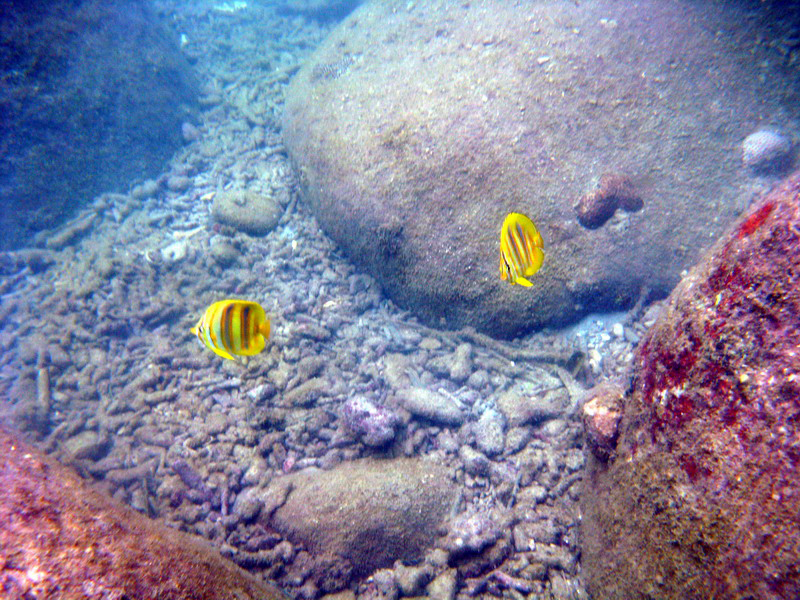 030509 Cairns Fitzroy Island 040