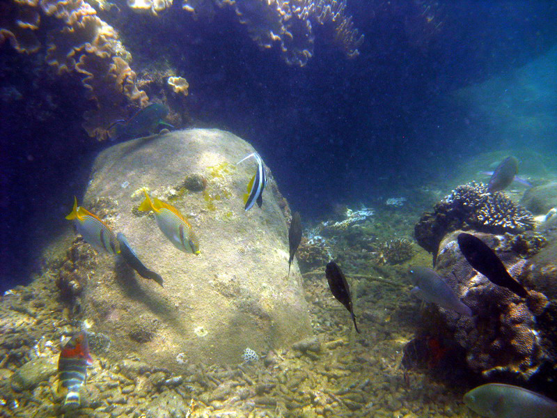 030509 Cairns Fitzroy Island 042