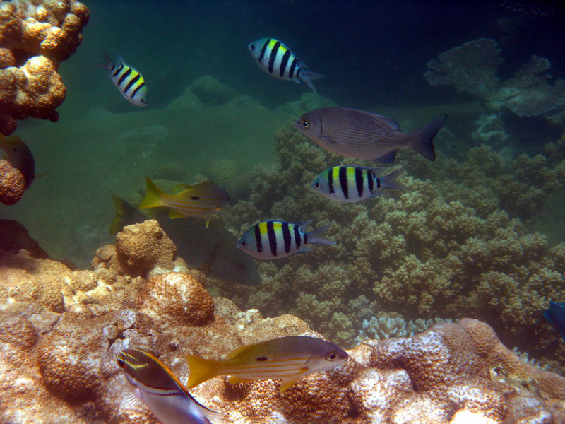 030509 Cairns Fitzroy Island 048