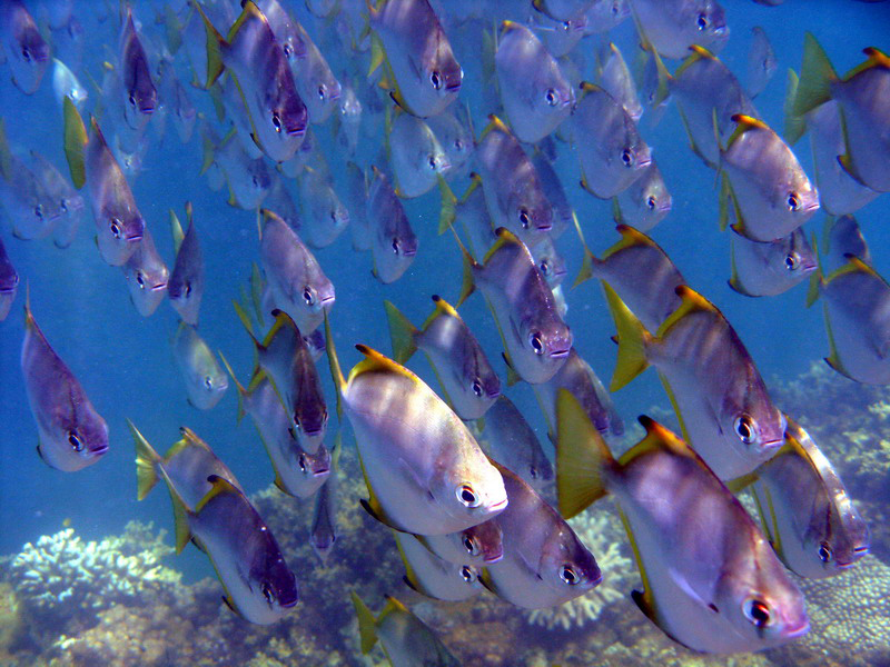 030509 Cairns Fitzroy Island 051