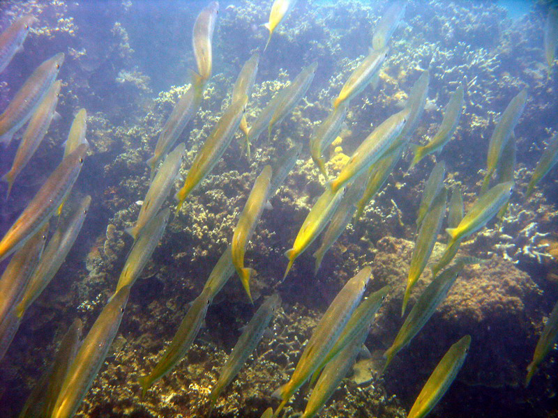 030509 Cairns Fitzroy Island 056