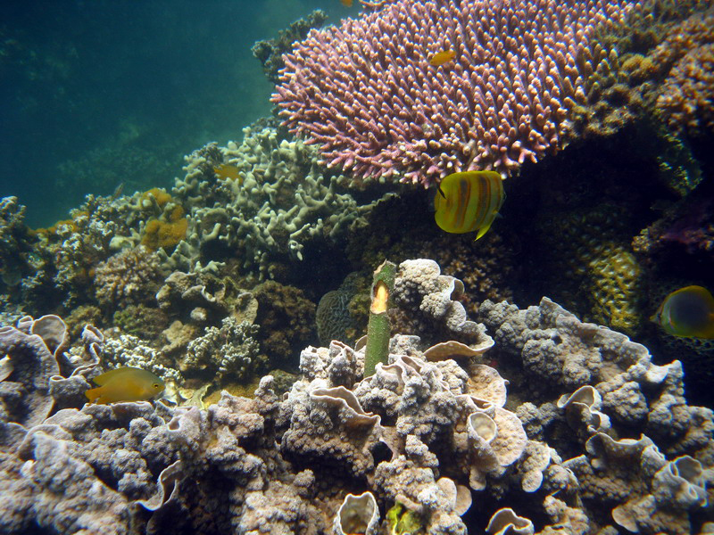 030509 Cairns Fitzroy Island 060