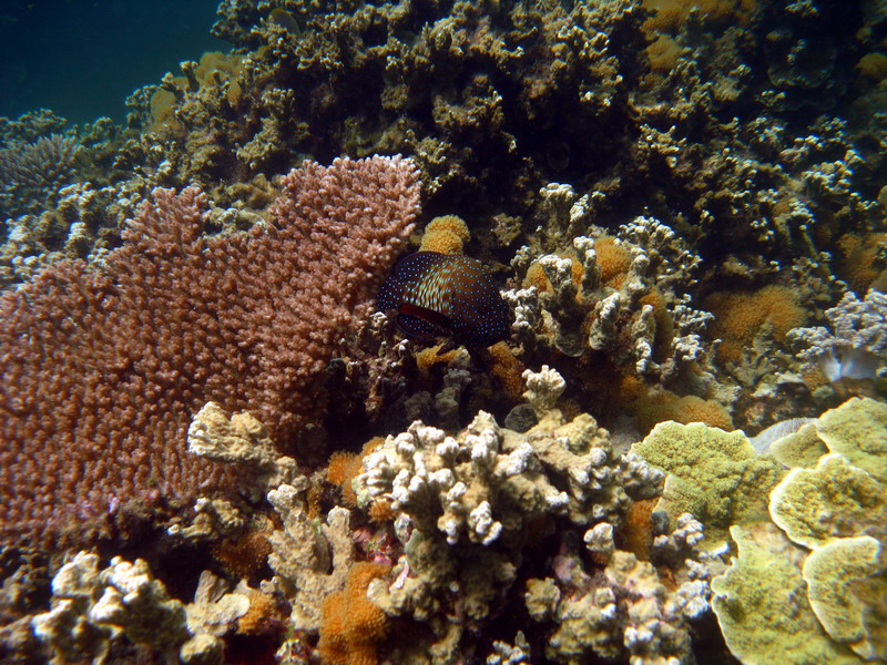030509 Cairns Fitzroy Island 061