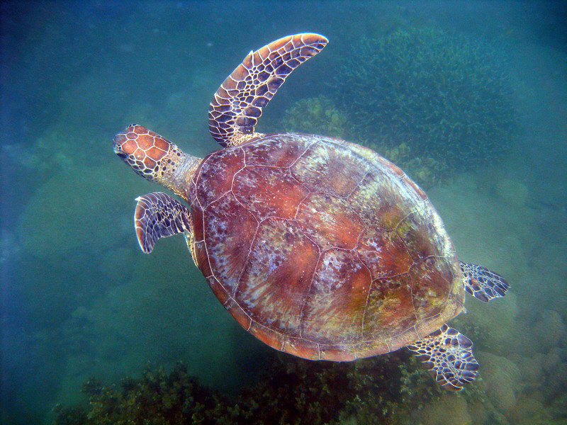030509 Cairns Fitzroy Island 073