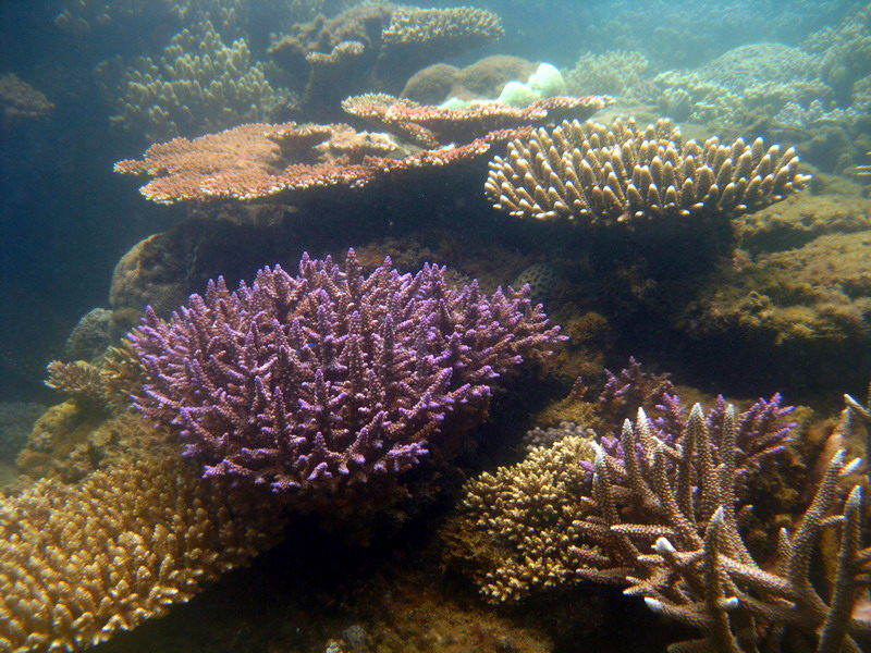 030509 Cairns Fitzroy Island 080