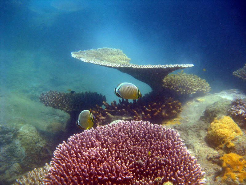 030509 Cairns Fitzroy Island 081