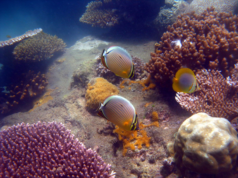 030509 Cairns Fitzroy Island 082