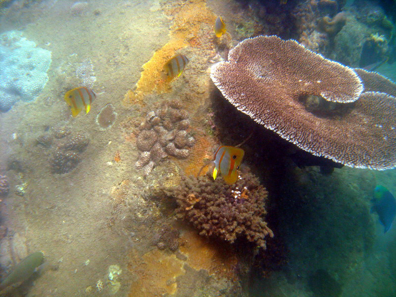 030509 Cairns Fitzroy Island 084