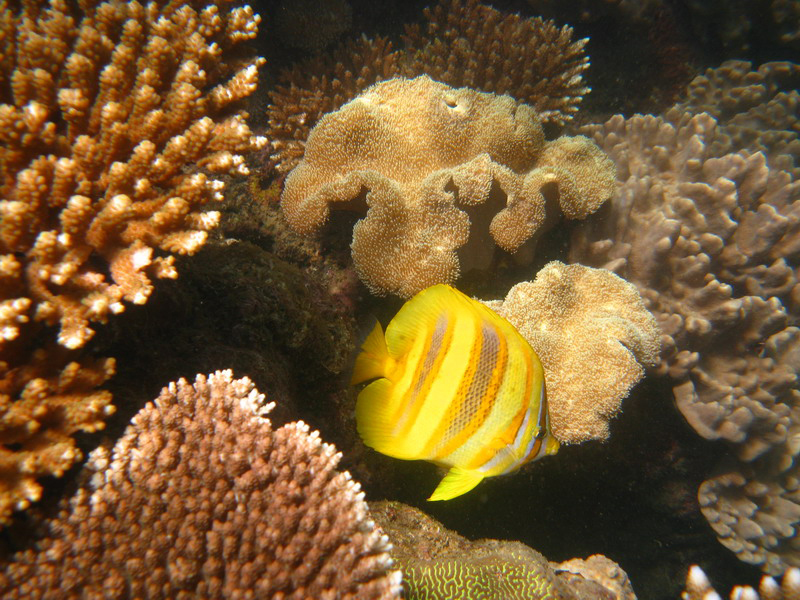 030509 Cairns Fitzroy Island 096