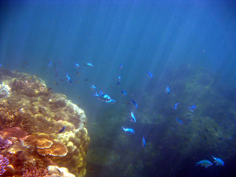 030509 Cairns Fitzroy Island 106