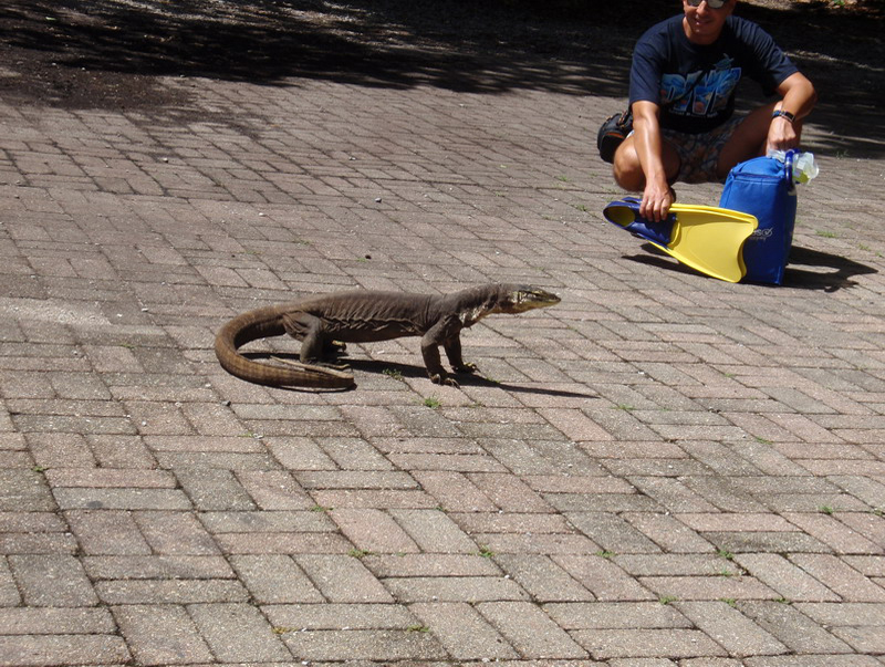 030509 Cairns Fitzroy Island 123