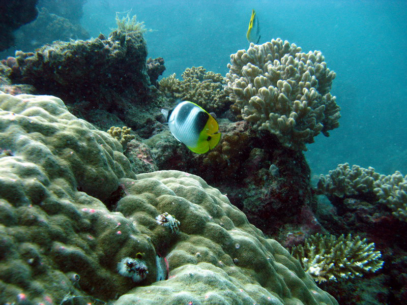 031209 Gran Barrera 1 001