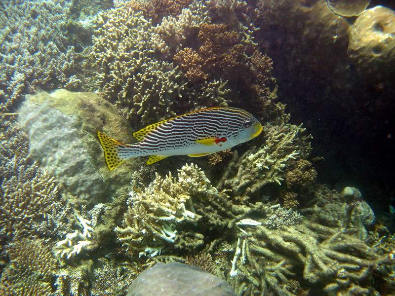 031209 Gran Barrera 1 002