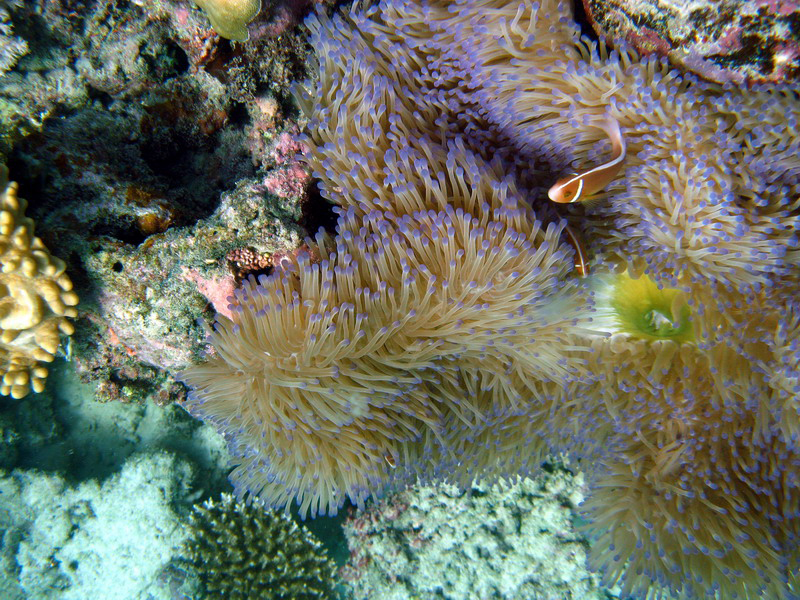 031209 Gran Barrera 1 004