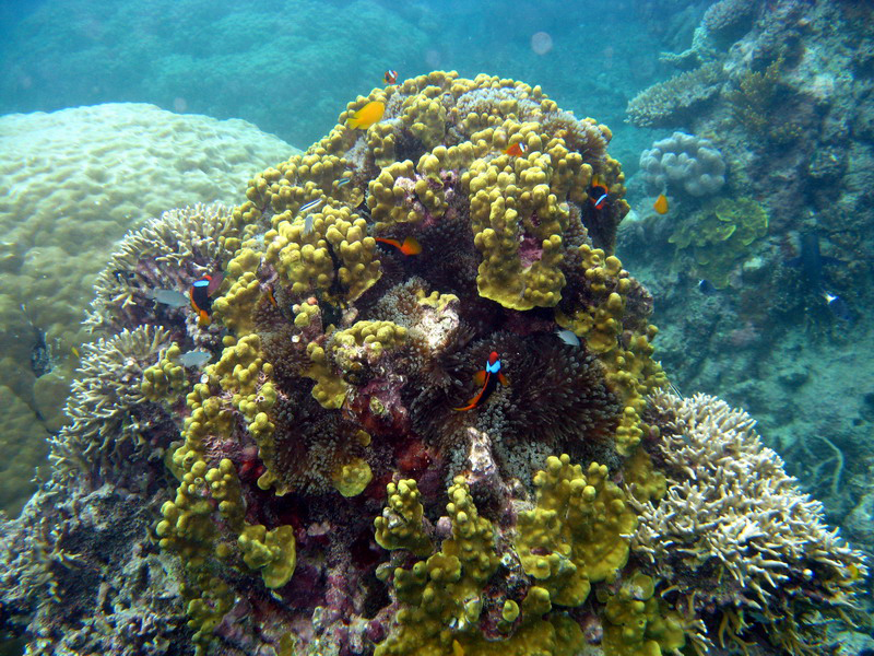 031209 Gran Barrera 1 008