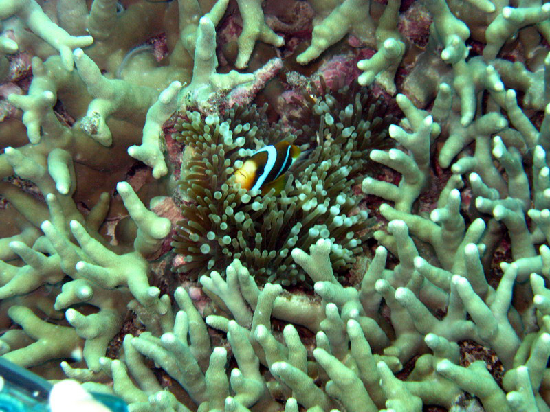 031209 Gran Barrera 1 010