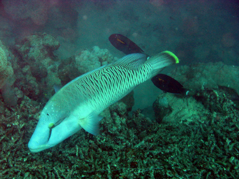 031209 Gran Barrera 1 012