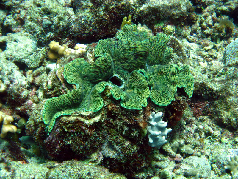 031209 Gran Barrera 1 015