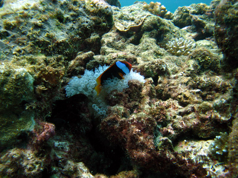 031209 Gran Barrera 1 016