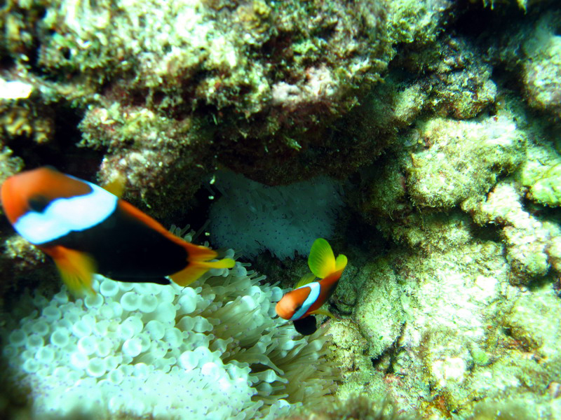 031209 Gran Barrera 1 017