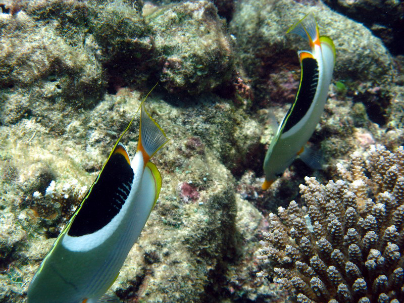 031209 Gran Barrera 1 018