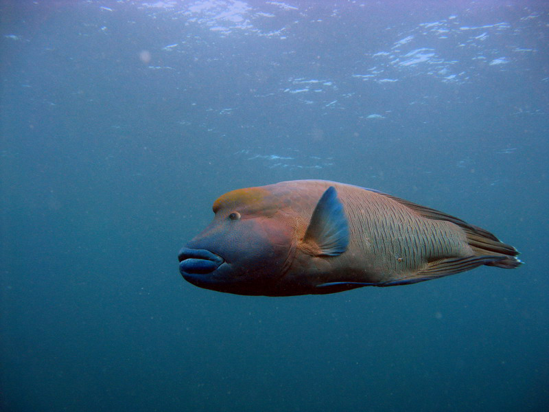 031209 Gran Barrera 1 020