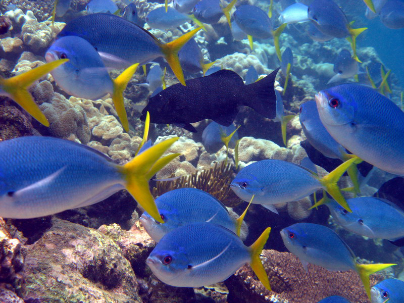 031209 Gran Barrera 1 021