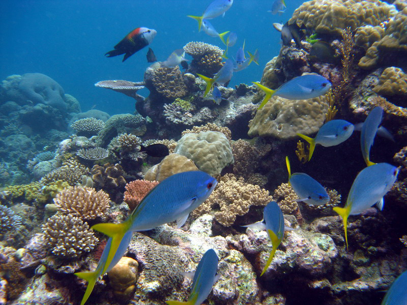 031209 Gran Barrera 1 023