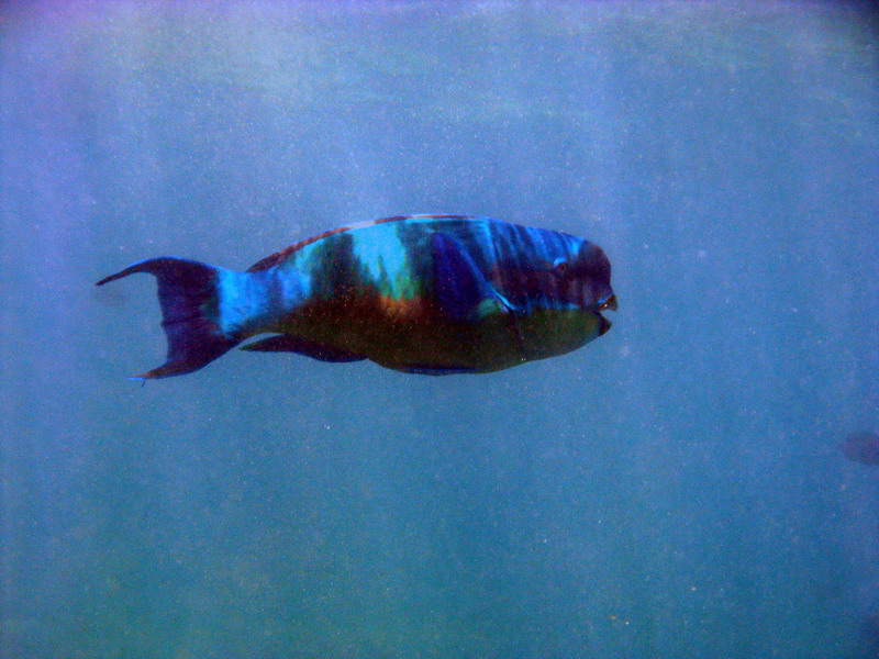 031209 Gran Barrera 1 025