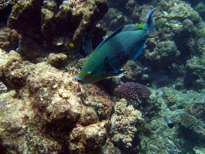 031209 Gran Barrera 1 027