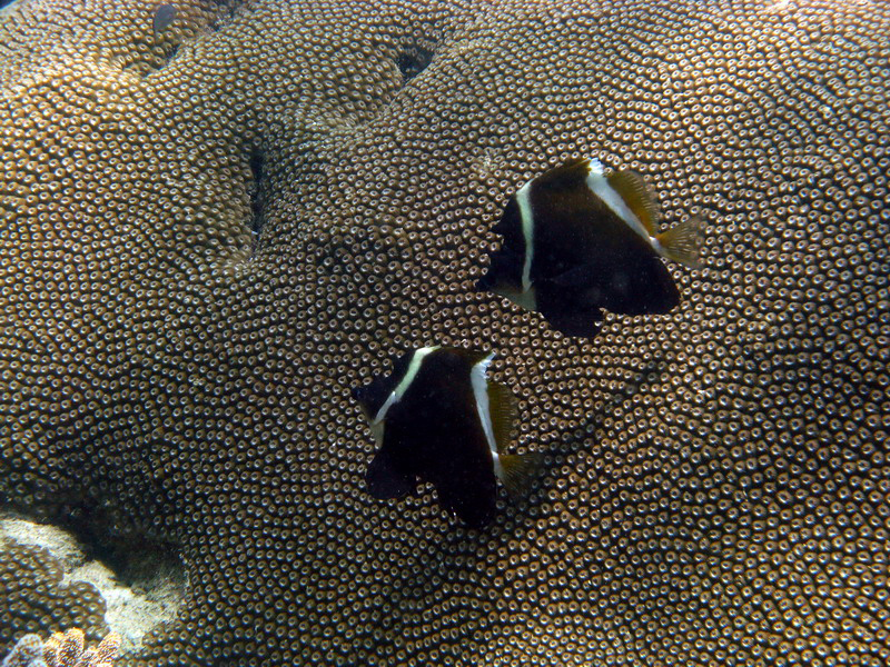 031209 Gran Barrera 1 029