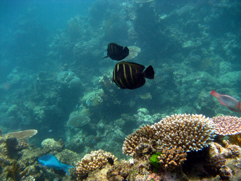 031209 Gran Barrera 1 031