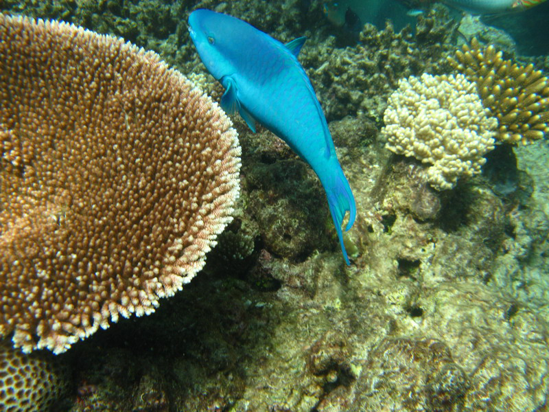 031209 Gran Barrera 1 032