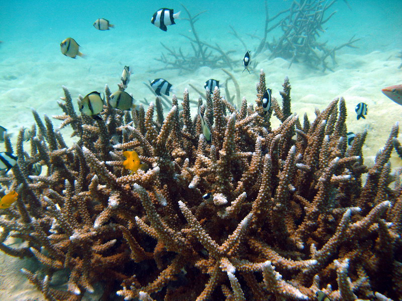 031309 Gran Barrera 2 8x6 021