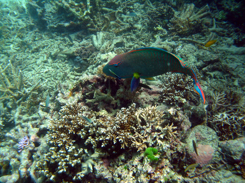 031309 Gran Barrera 2 8x6 022