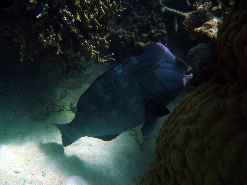 031309 Gran Barrera 2 8x6 023