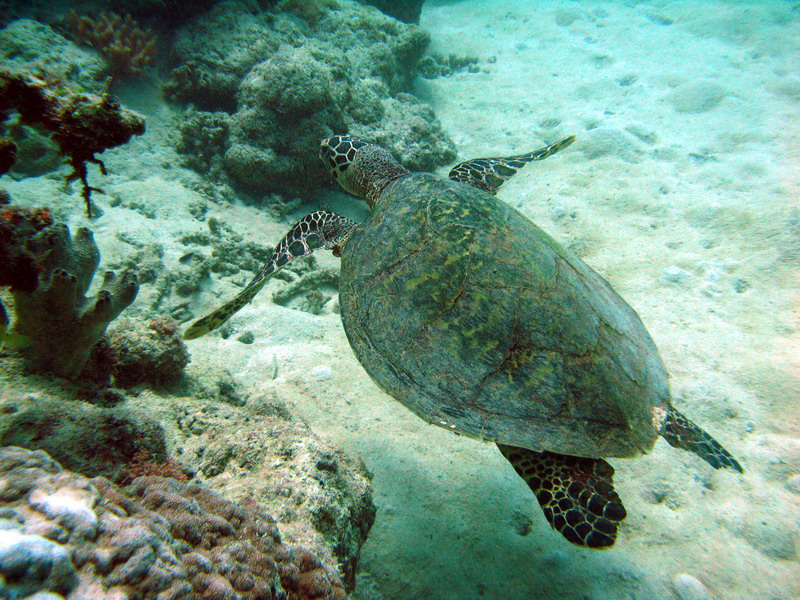 031309 Gran Barrera 2 8x6 025