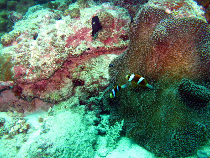 031309 Gran Barrera 2 8x6 032